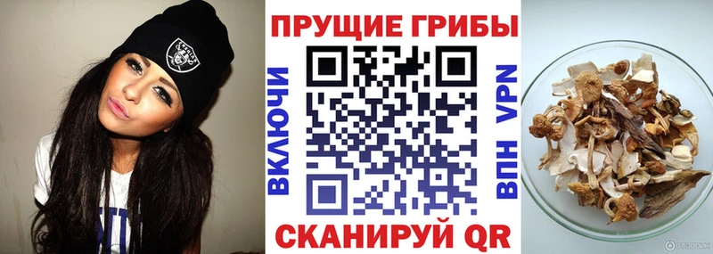 Галлюциногенные грибы Psilocybine cubensis  наркота  Бородино 